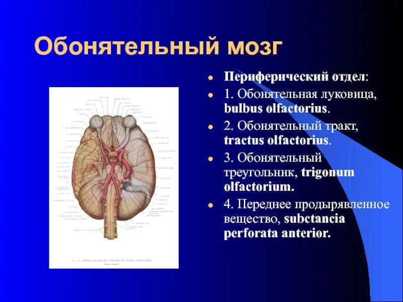 Обонятельный мозг. Периферический отдел обонятельного мозга. Обонятельные луковицы головного мозга. Переднее продырявленное вещество. Обонятельный тракт и треугольник.