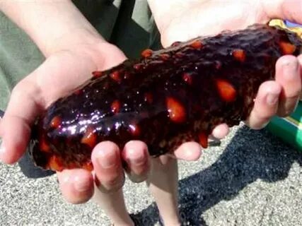 Черный морской огурец