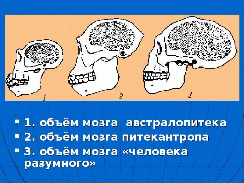 Объем головного мозга. Объем головного мозга австралопитека. хомо сапиенс объем мозга. объем черепа австралопитеков. объем мозга питекантропа.