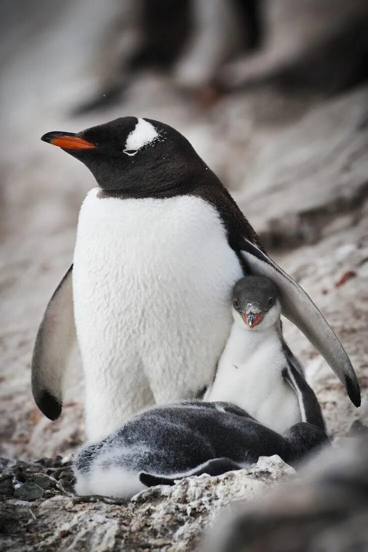Пингвин птица