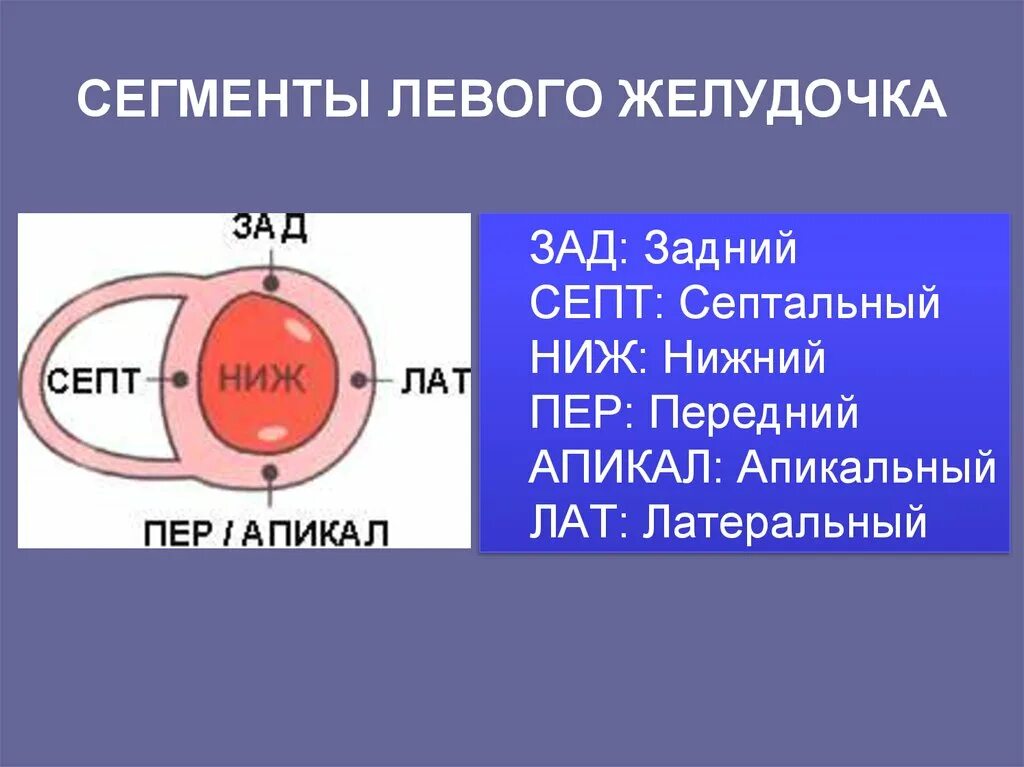 Сегменты миокарда при эхокг. Сегментарное строение миокарда эхокг. Сегменты лж сократимость. Локальная сократимость миокарда левого желудочка. Сегменты левого желудочка по эхокардиографии.
