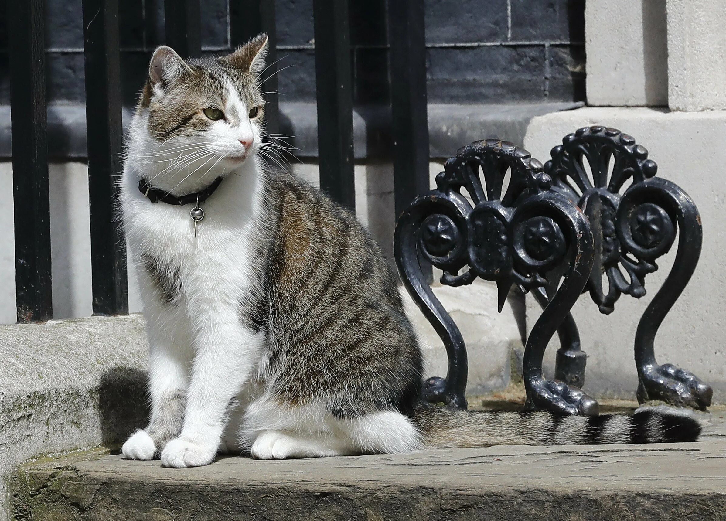 Кот мышелов на Даунинг стрит. Коты на Даунинг-стрит 10. Downing Street кот Ларри. Мышелов Ларри.