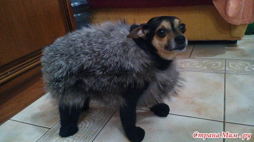 собака в шубе