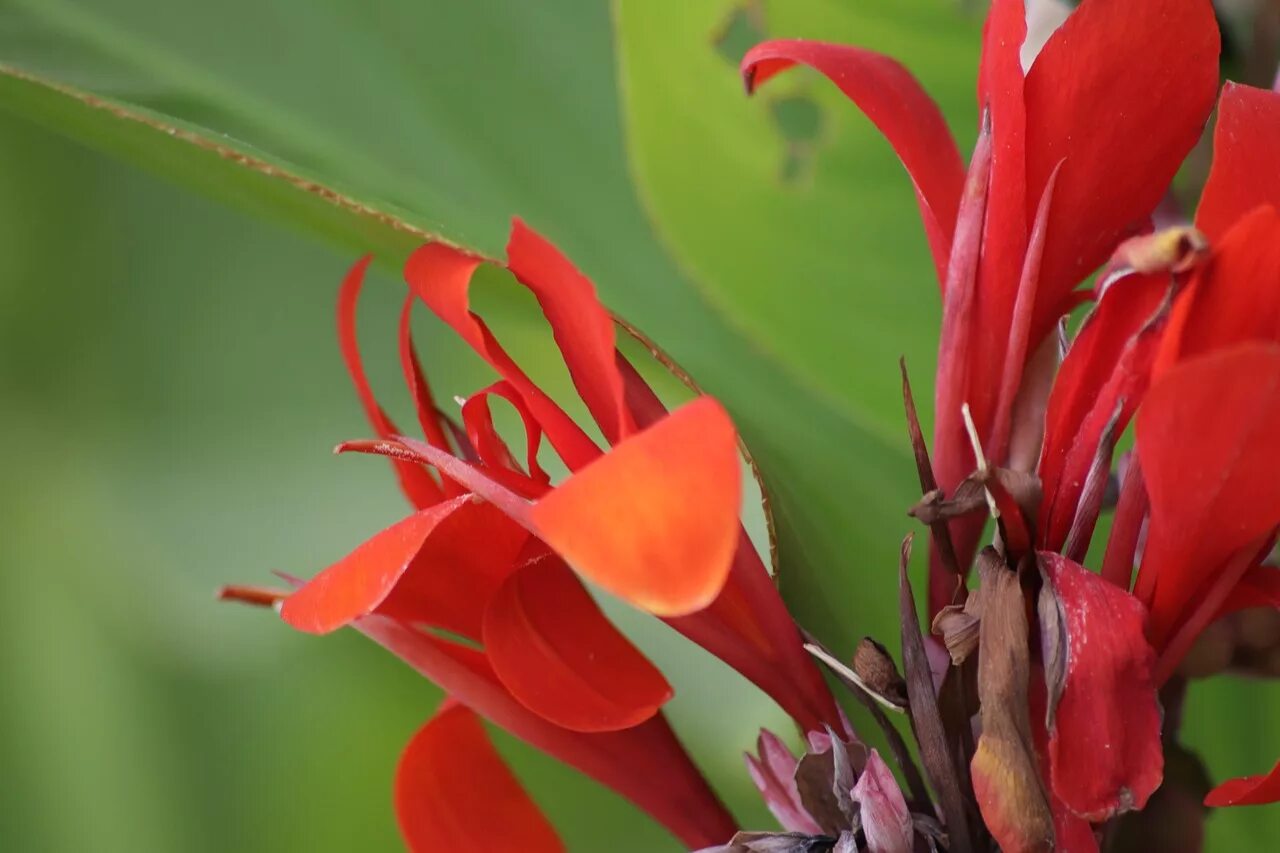 Red plant. Канна метельчатая красная. Цветок Канна Австралия. Канна (растение). Канна индийская 'Тропикал ред'.