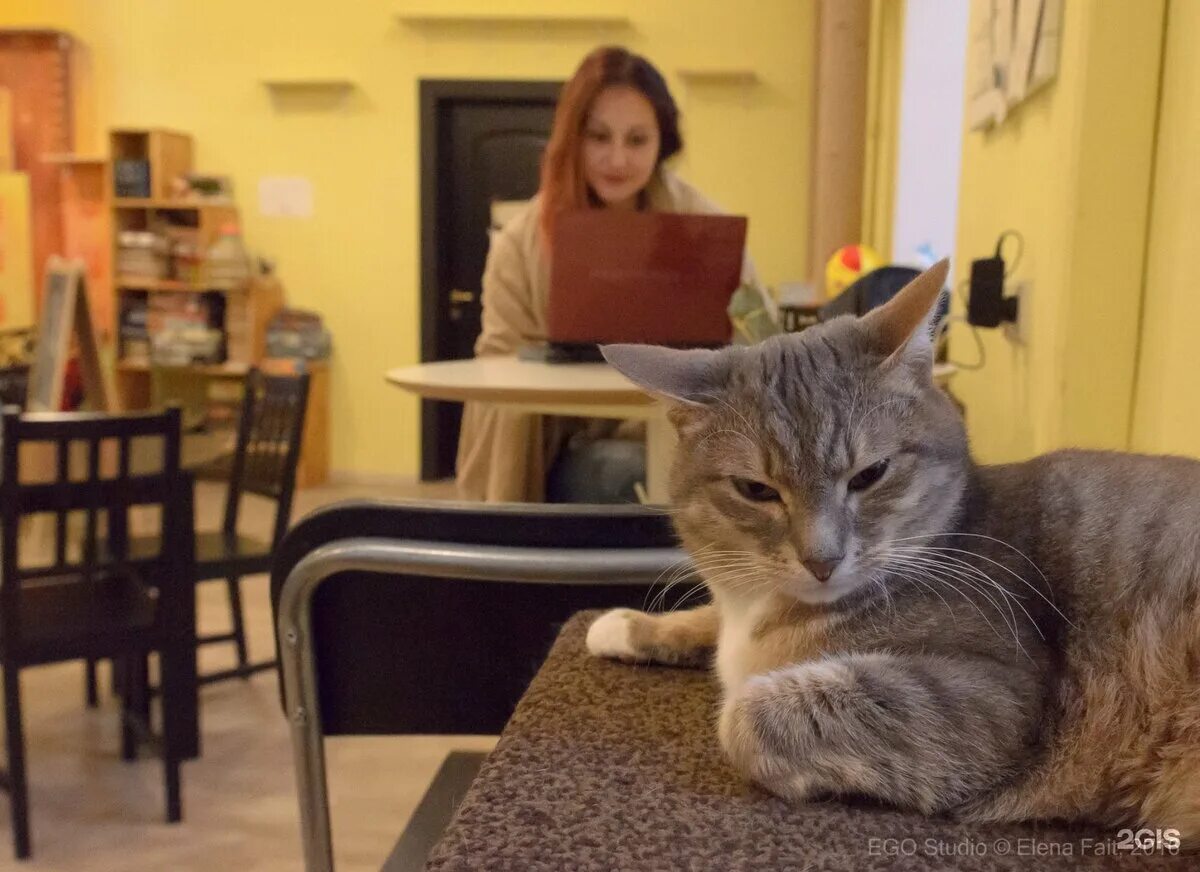 Котокафе ул ленина 16 фото Котокафе котиссимо новая басманная ул 31