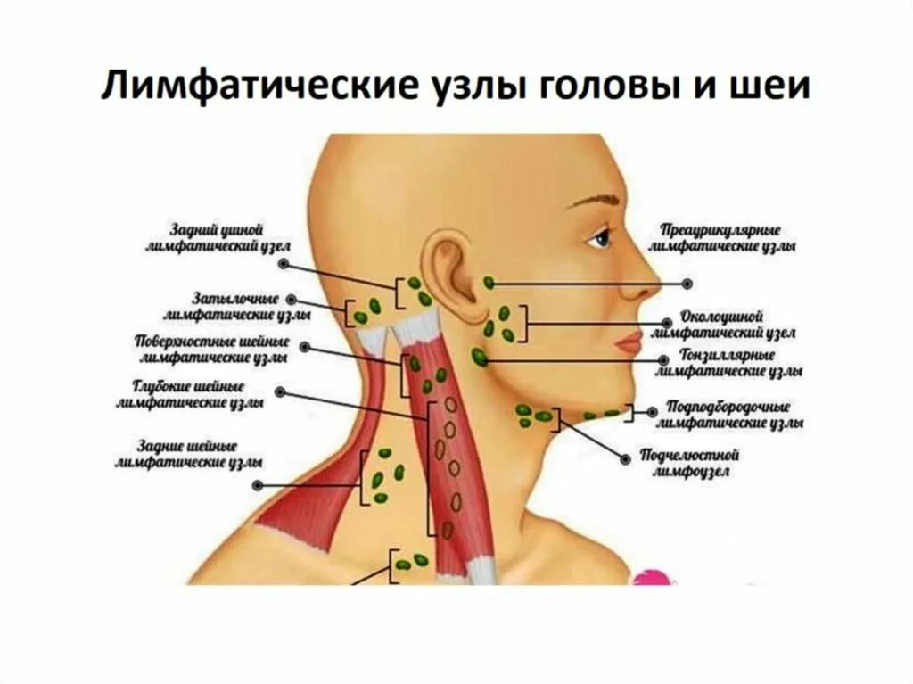 Лимфоузлы после орви. Лимфатическая система головы и шеи схема. Ушные лимфатические узлы анатомия. Лимфатические узлы на шее человека схема. Лимфатическая система человека лицо и шея.