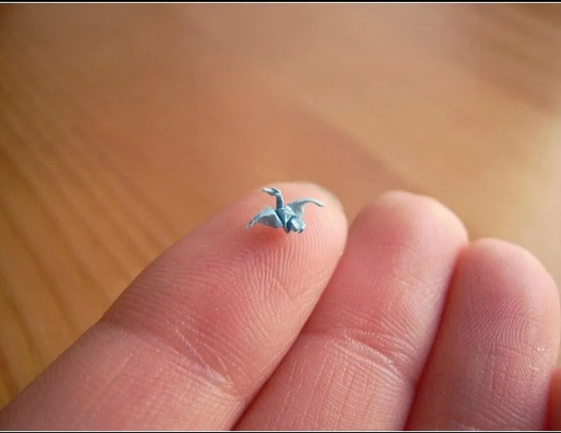 Крошечный первый. Этрусская землеройка. Этрусская бурозубка. Мышка маленькая. Карликовая кубинская лягушка.