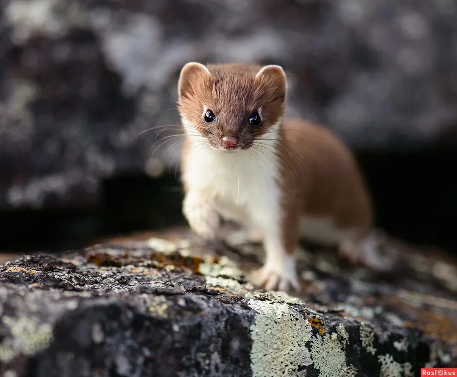 Горностай (mustela erminea). Восточно сибирский горностай. Восточно сибирский горностай. Горностай таймыр. Горностай (mustela erminea).