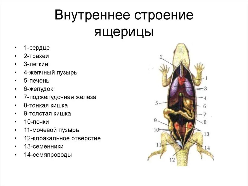 Строение ящерицы 1. Ящерица прыткая внешнее и внутреннее строение. Внутренне строение пресмыкающих. Класс пресмыкающиеся внутреннее строение ящерицы. Внутренне строение ящерицы.