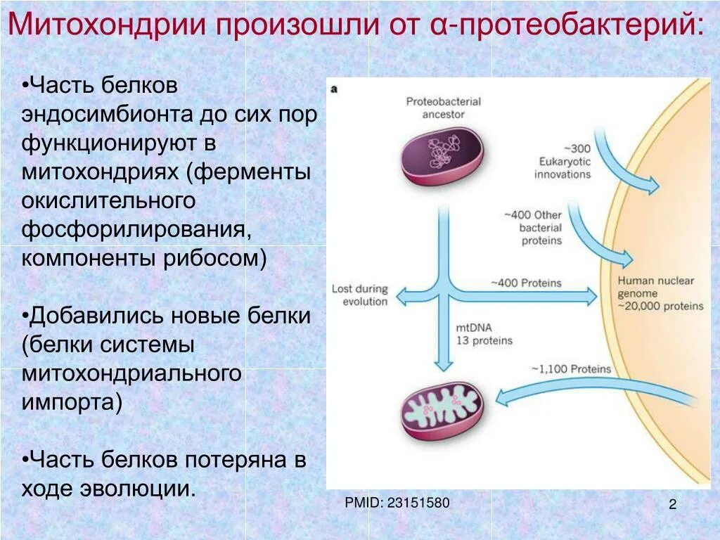 Белок в митохондриях. Синтез белка происходит в митохондриях. Что происходит в митохондриях. Синтез белков митохондрий. Функции митохондрии синтез белка