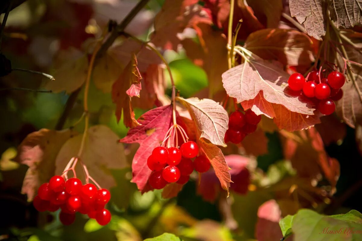 калинка малинка брянск