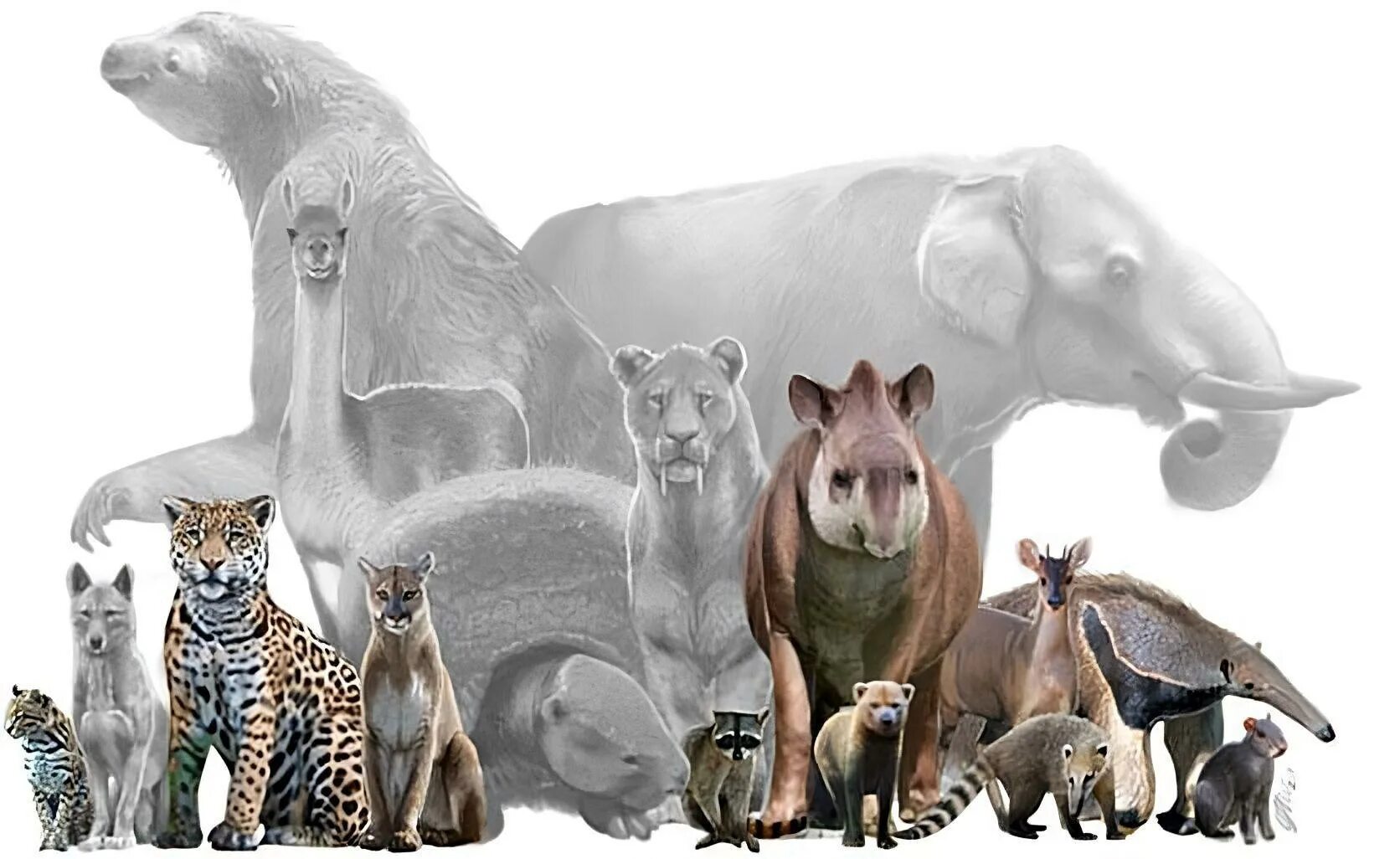 белый медведь. вымершие носороги. животный на грани. белолобый индри. животный на грани.