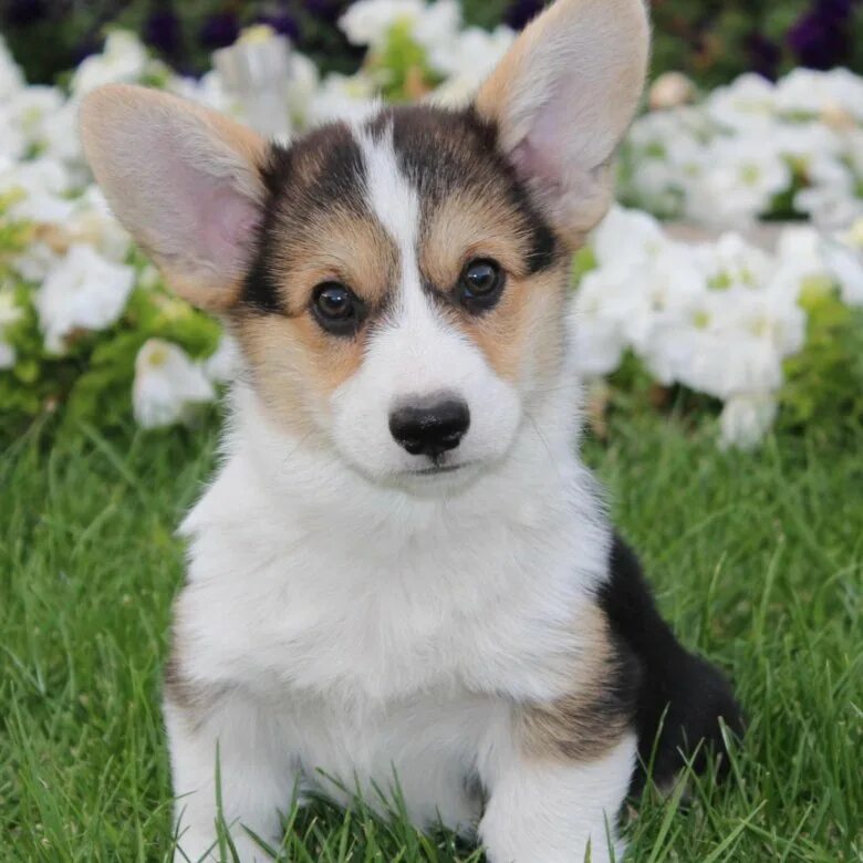фото щенки корги триколор много. щенки корги в краснодаре. щенки корги в краснодаре. питомник корги. корги пемброк щенок.