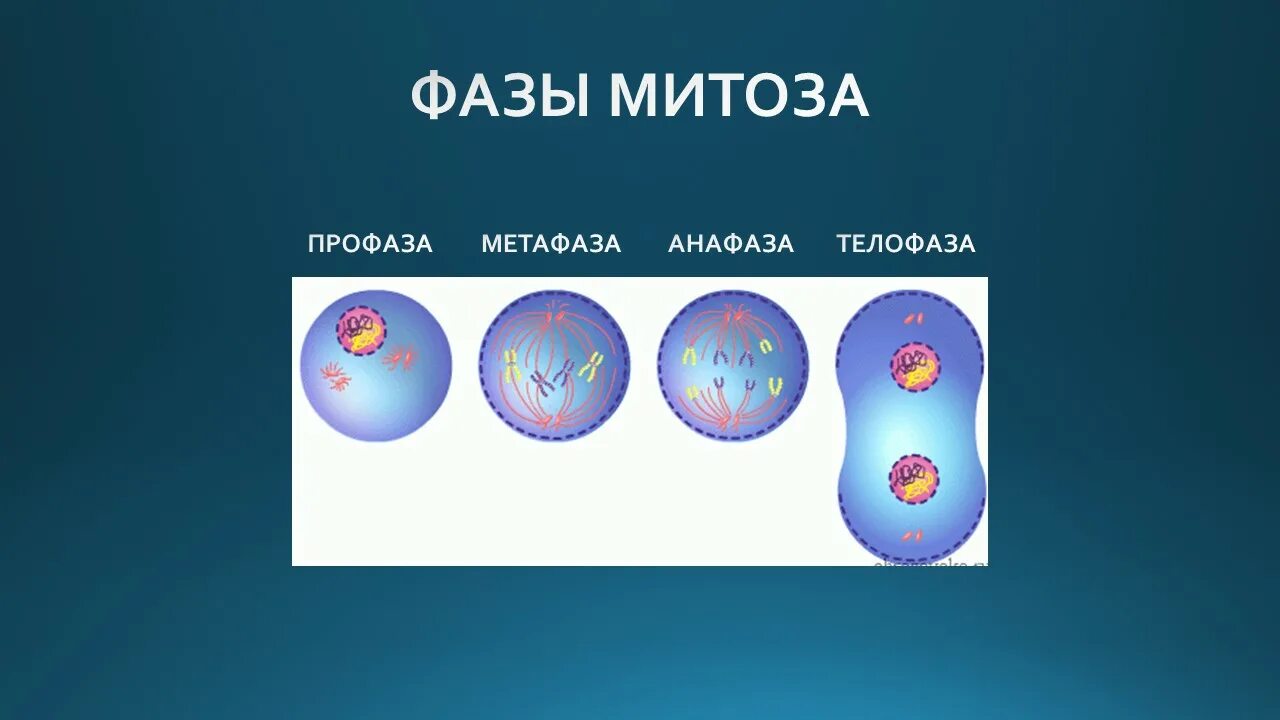 Митоз. Фазы митоза. Деление клетки митоз. Стадии митоза. Биология 9 класс митоз