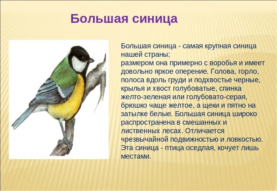 Описание синицы. Описание синички. Синица описание птицы. Текст сравнение птиц размер и цвет