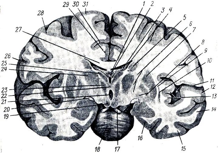 Ядра полушарий большого мозга. Фронтальный срез головного мозга базальные ядра. Горизонтальный срез головного мозга базальные ядра. Фронтальный разрез головного мозга подкорковые ядра. Базальные ядра поперечный срез.