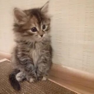 Котята за 1 рубль