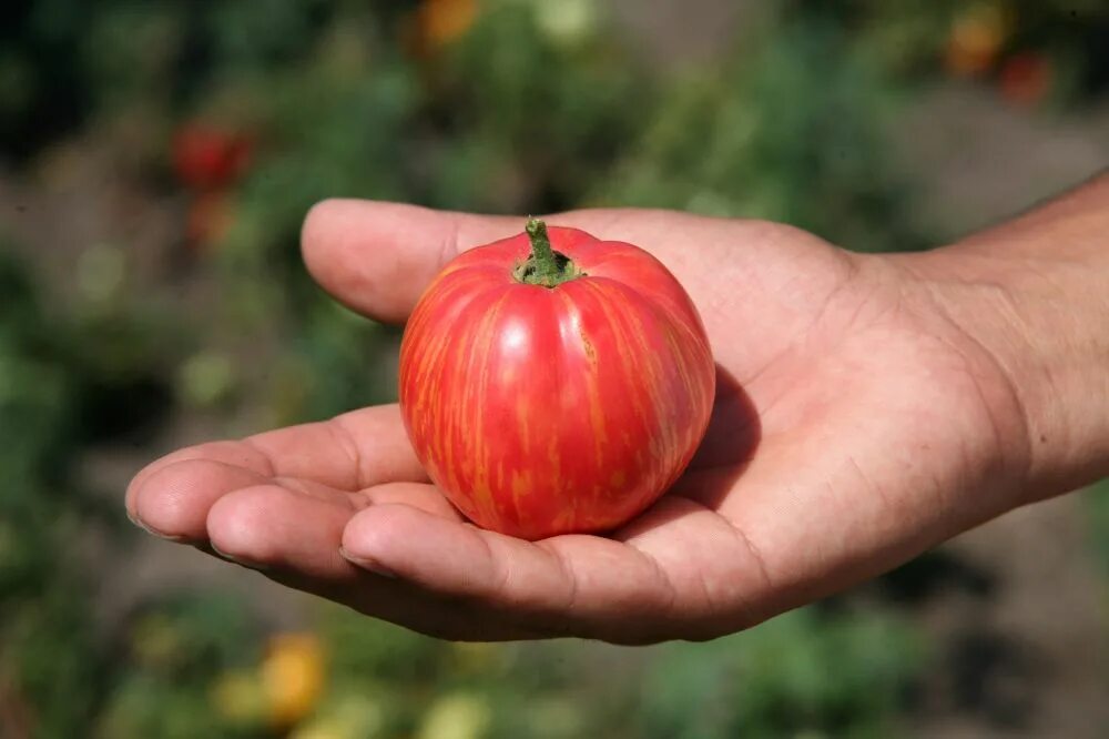 Don tomato. Сорт томата Дон Жуан. Помидоры сорт Дон Жуан. Семена томата Дон Жуан. Дон Жуан томат описание сорта.