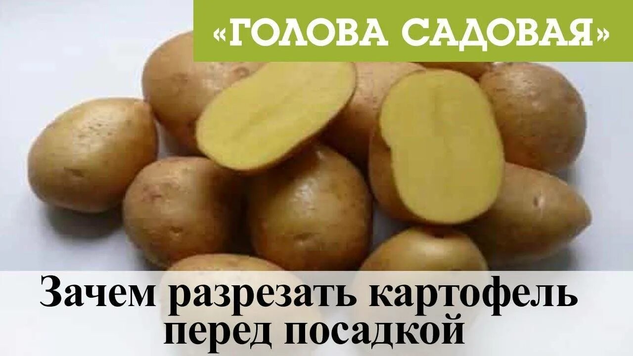 Режем картофель перед посадкой. Разрезанный картофель перед посадкой. Резаная картошка для посадки. Разрезать картофель посадка. Посадка нарезанного картофеля.