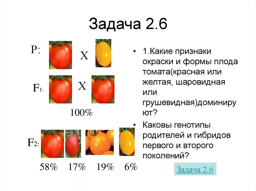 Гибридные абрикосы получены в результате опыления красноплодных. Формы плодов. Формы плодов томата. Разные окраски плодов томата. Доминантные помидоры что такое.