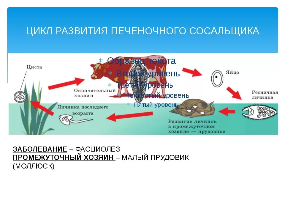 Цикл развития фасциолы печеночной. Жизненный цикл фасциолы схема. Цикл заражения печёночным сосальщиком. Жизненный цикл печеночного сосальщика мирацидий.