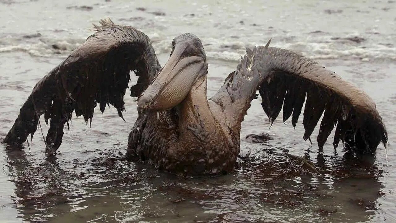 Животные страдают от загрязнений. Загрязнение воды птицы. Загрязнение природы и животных. Загрязнение природы животные.