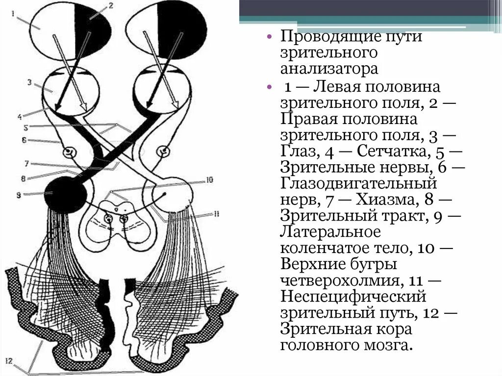 Схема проводящих путей зрительного анализатора. Проводящие пути зрительного анализатора поля зрения. Проводящий путь зрительного анализатора схема. Хиазма зрительного нерва строение.