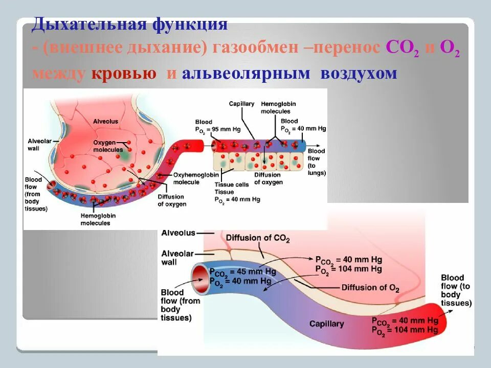 Обмен газов между альвеолярным воздухом и кровью. Газообмен физиология дыхания. Дыхательная функция крови. Газообмен между альвеолярным воздухом и кровью. Схема газообмена в крови.