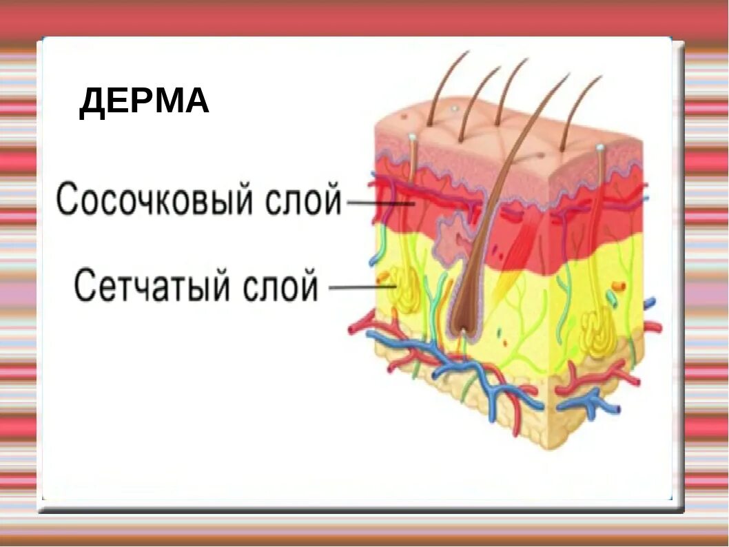 Сосочковый и сетчатый слой кожи. Сосочковый слой дермы кожи. Строение кожи слои дермы. Строение кожи дерма сосочковый слой.