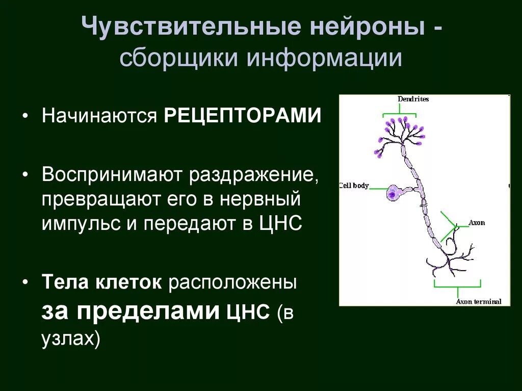 Функции двигательного и чувствительного нейронов. Строение чувствительного нейрона. чувствительный нейрон функции. нервная система чувствительный нейрон. структура чувствительного нейрона.