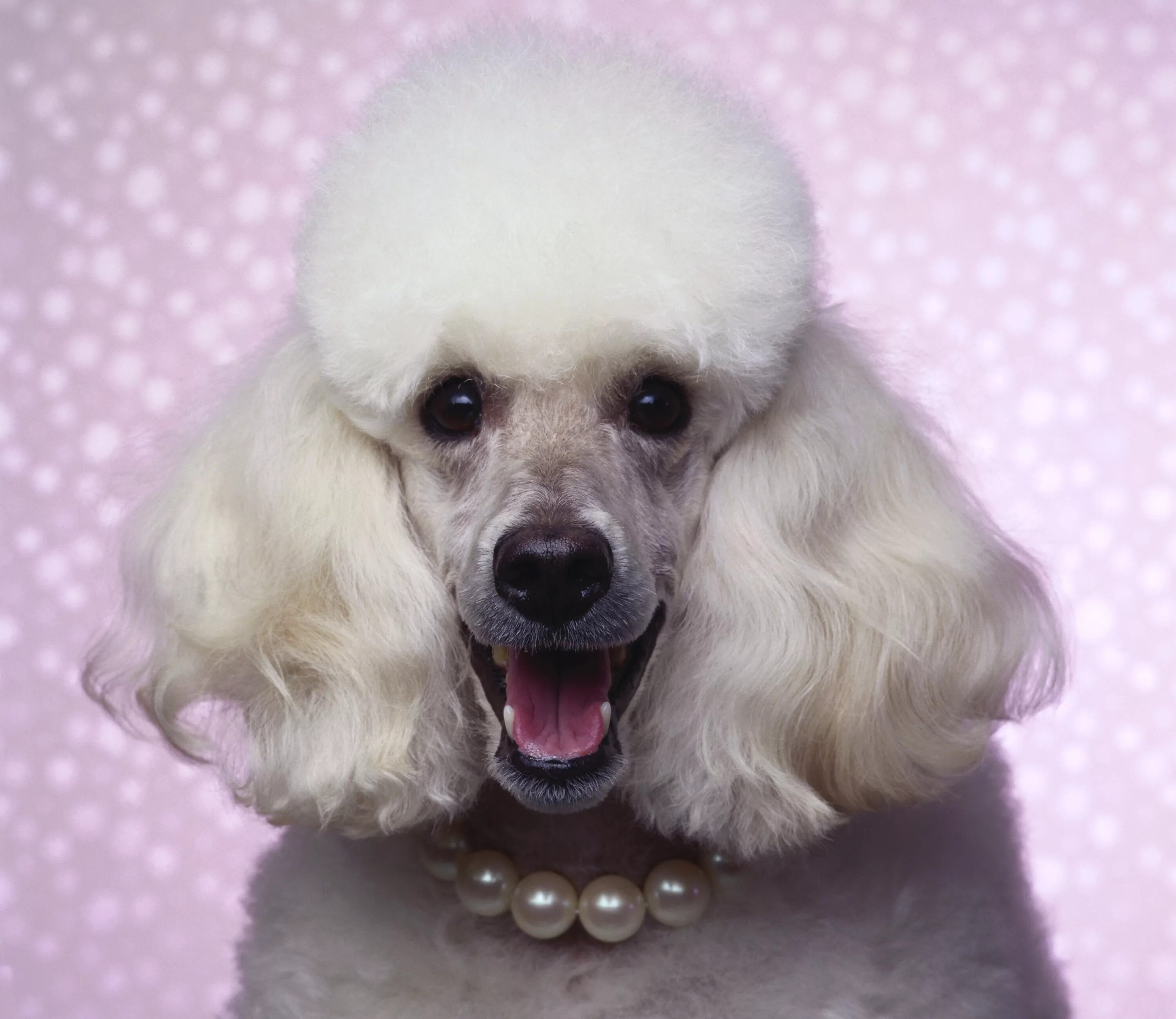 белый королевский пудель. пудель морда. пудель морда. французский пудель. пудель в профиль.