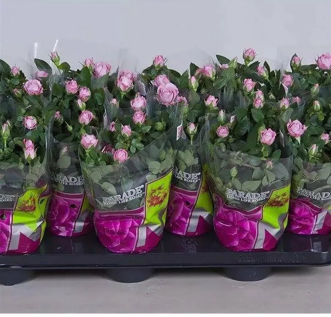 Роза кордана сиреневая в горшке. Кустовая роза в горшке. Роза кордана пятерочка. Роза патио красная изабель. Роза амороза микс.