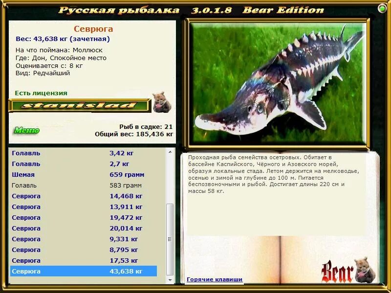 севрюга класс. севрюга фото и описание. севрюга рыба. севрюга описание. севрюга описание.