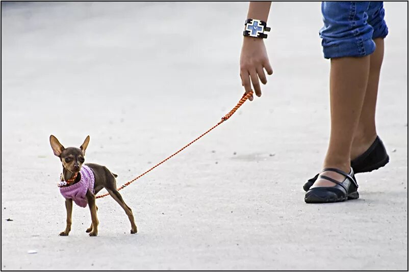 Сонник ноги собак. Маленькие собачки с длинными ногами. Маленькая собака на поводке. Собака с тонкими ногами. Маленькие собаки с тонкими ногами.