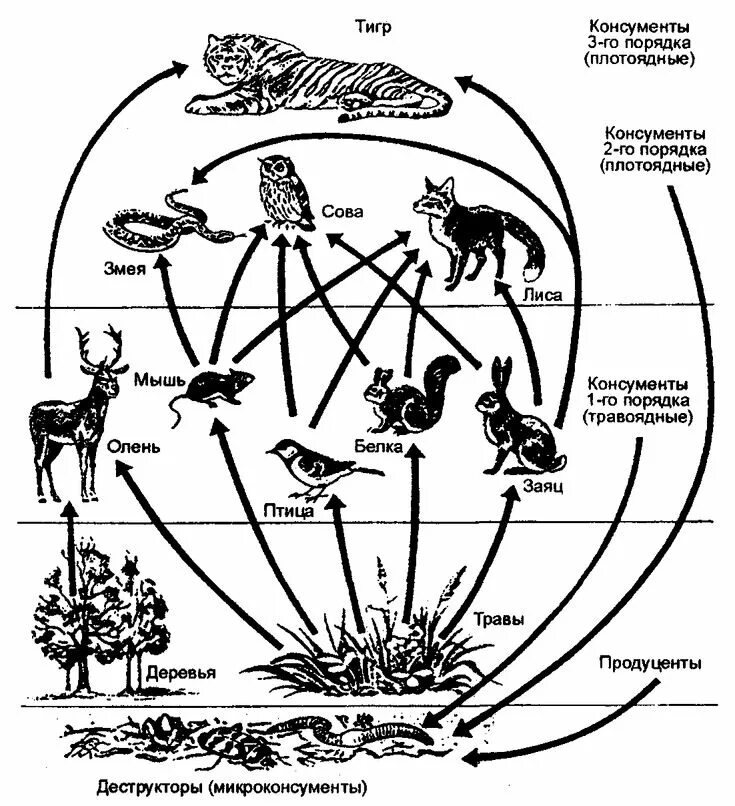 Чем отличаются консументы 1 порядка от. Схема пищевой сети Лесной экосистемы (по и.а. Шигареву, 1995). Трофическая сеть леса схема. Схема пищевой цепи наземного биоценоза. Трофические связи схема пищевых связей.
