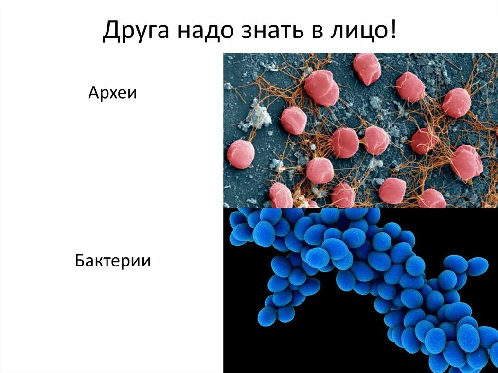 Археи микробиология. Архей микроорганизмы. Надцарство археи. Одноклеточные микроорганизмы Архея. Бактерии отличия от низших