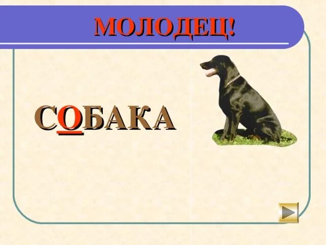 Слово шавка. Слово собака. Словарная работа собака. Работа со словарным словом собака. Словарное слово собака в картинках.