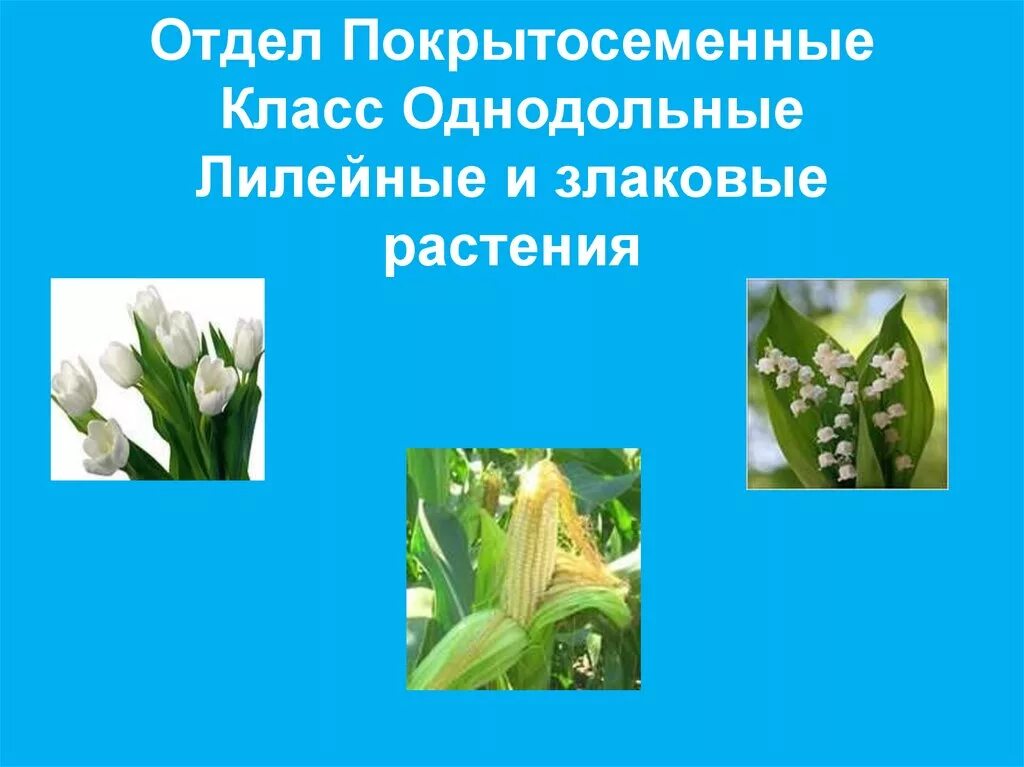 Семейство злаковые и лилейные. Класс Однодольные семейства злаковые и Лилейные. Лилейнызлаковые. Биология 6 класс злаковые и Лилейные. Однодольные Лилейные представители.