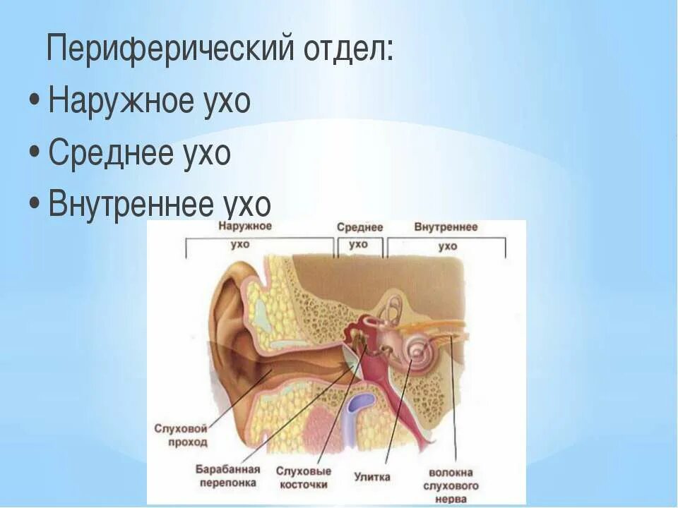 Анатомия наружного уха и среднего уха. Наружное среднее и внутреннее ухо. Строение внутреннего уха. Периферический отдел наружное среднее ухо. Отделы наружного среднего и внутреннего уха