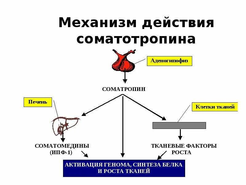 Соматотропный гормон механизм действия биохимия. Механизм действия соматотропного гормона. Соматотропный гормон регуляция синтеза. Механизм влияния соматотропного гормона. Гормон роста 8 класс