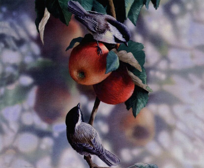 яблоки птицам. яблоки на ветке. яблоки птицам. птицы на яблоневой ветке. желтое яблоко с птичкой на синем фоне.