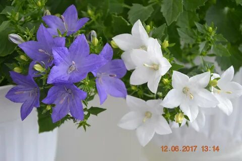 Колокольчик комнатный