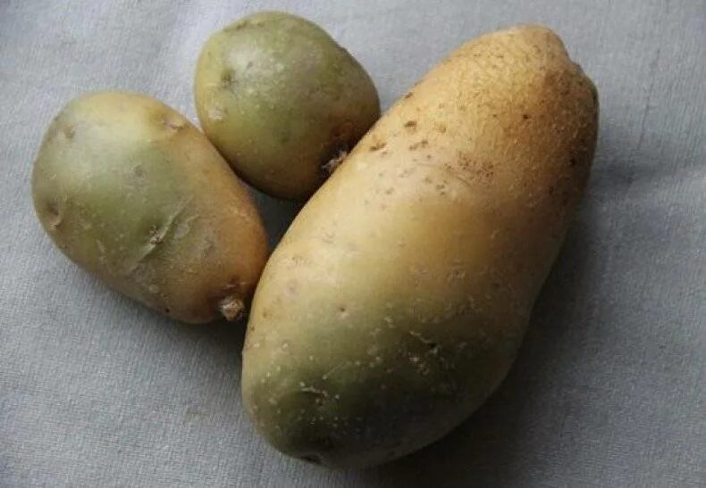 Poisonous potato update