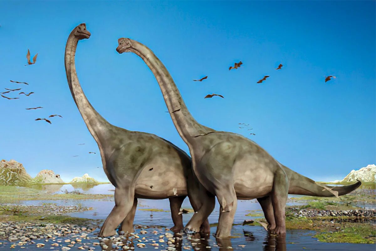 Где большой динозавр. Зауроподы Юрского периода. Брахиозавр Брахиозавр. Зауропод и Диплодок. Брахиозавр динозавр.
