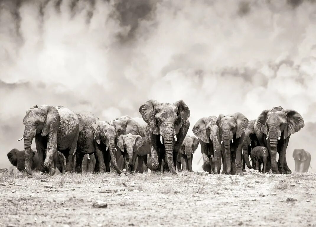 Стадо слонов. Стая слонов. Табун слонов. Стадо африканских слонов. Слоновье стадо