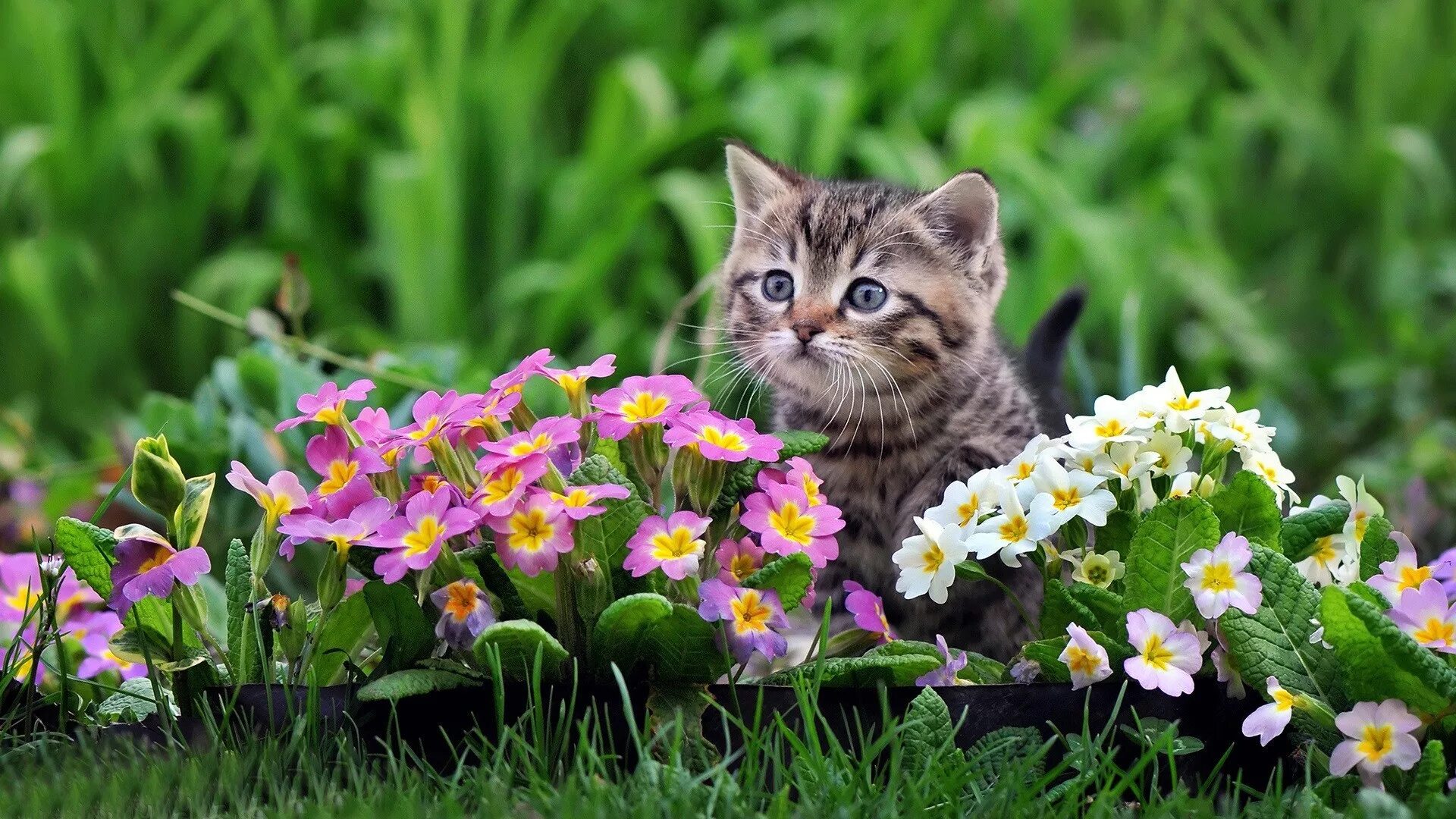 Кошка много цветов. Цветы и животные. Кот и цветы. Животные с цветочками. Котенок в цветах.