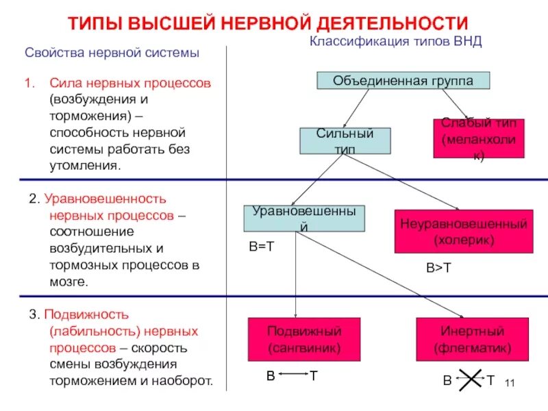 Физиологические характеристики силы