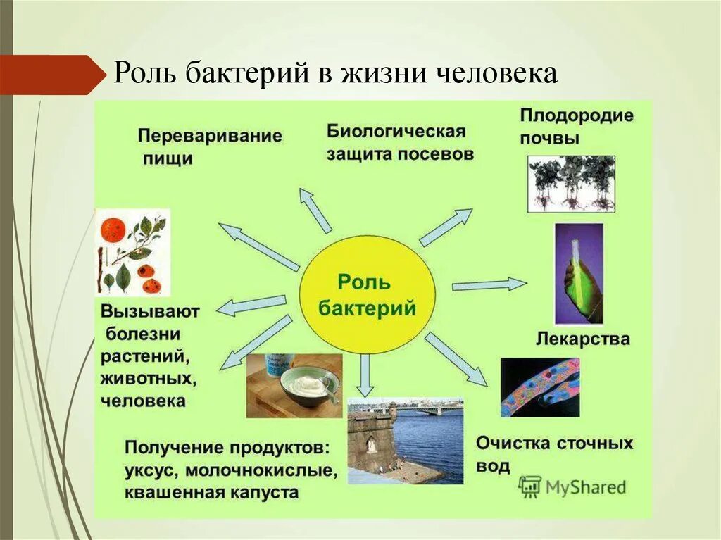 Роль бактерий в природе и жизни человека рисунок. Биология 5 класс проект на тему бактерии в жизни человека. Значение бактерий в природе и жизни человека 5 класс биология схема. Значение бактерий схема