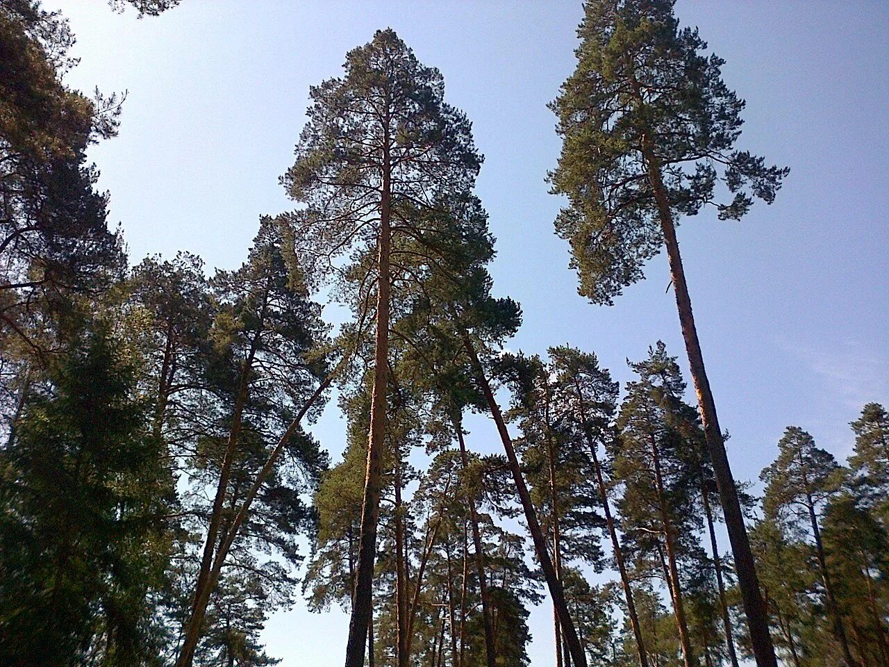 бузулукский бор сосна. бузулукский бор сосна. царь сосна бузулукский бор. бузулукский бор вековая сосна. 300 летняя сосна бузулукский бор.