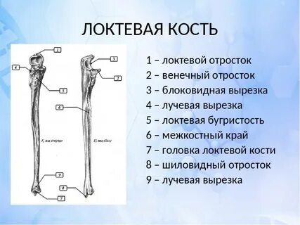 Проксимально дистальный градиент это